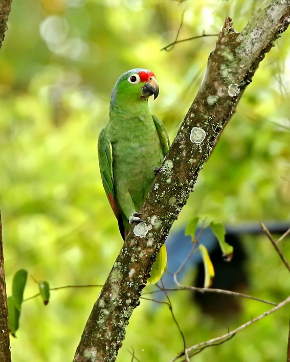 Red-lored Parrot (Red-lored) - Roger Ahlman