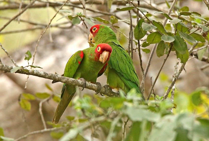 Red-masked Parakeet - ML205016551