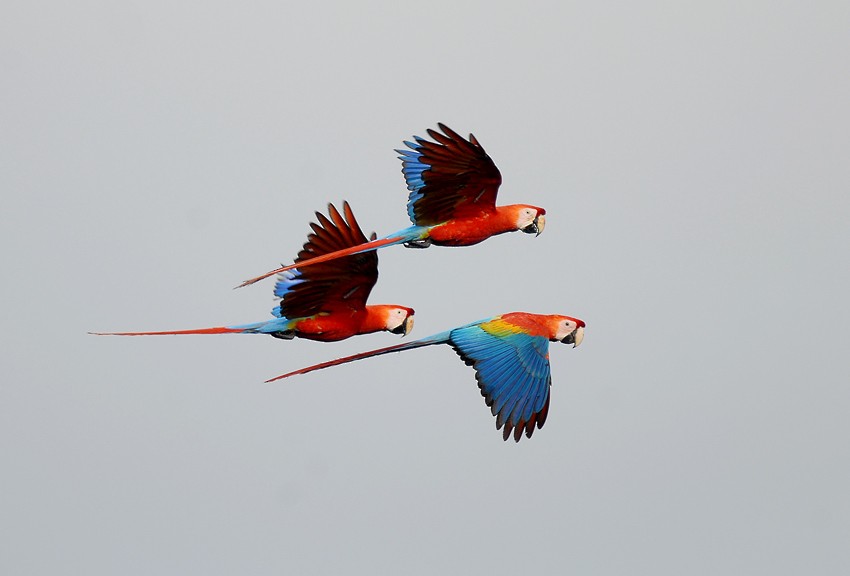 Scarlet Macaw - Roger Ahlman