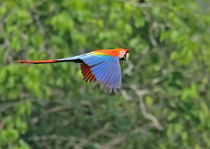 Scarlet Macaw - Roger Ahlman