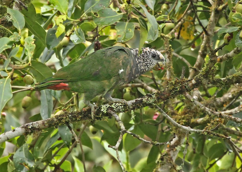 Speckle-faced Parrot (White-capped) - Roger Ahlman