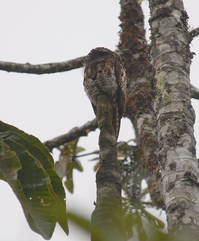 Andean Potoo - ML205016691