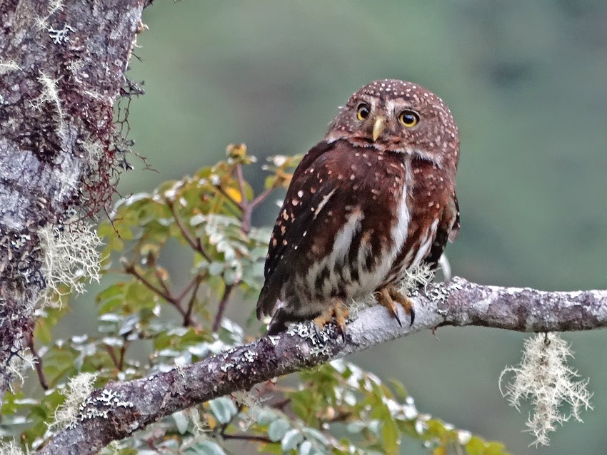 Andean Pygmy-Owl - Roger Ahlman