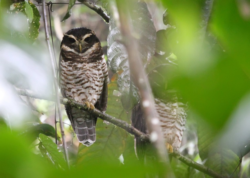 Band-bellied Owl - ML205016721
