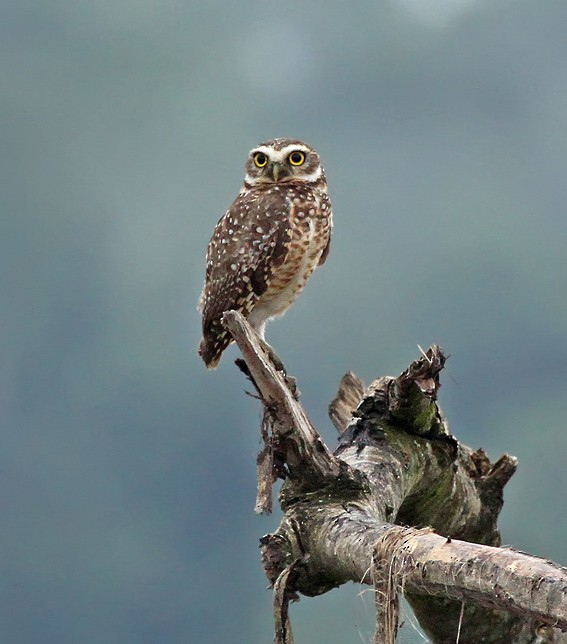 Burrowing Owl - Roger Ahlman