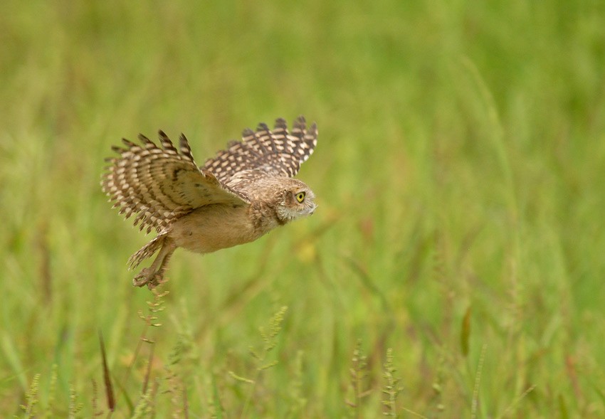 Burrowing Owl (Littoral) - Roger Ahlman