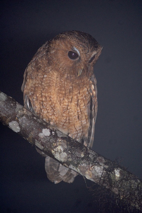 Rufescent Screech-Owl (Colombian) - Roger Ahlman