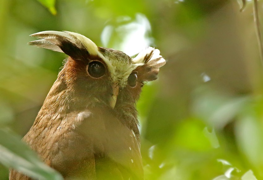 Crested Owl - Roger Ahlman