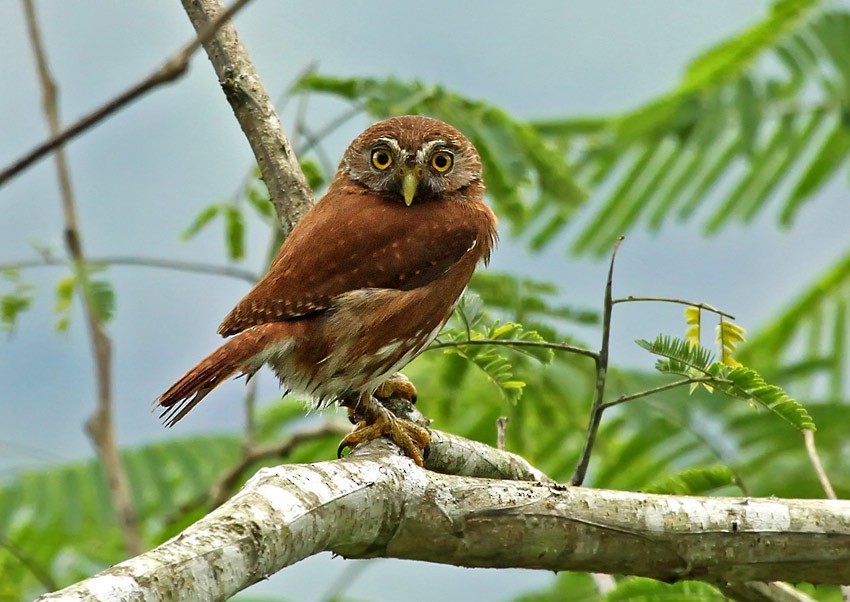Ferruginous Pygmy-Owl (Ferruginous) - Roger Ahlman
