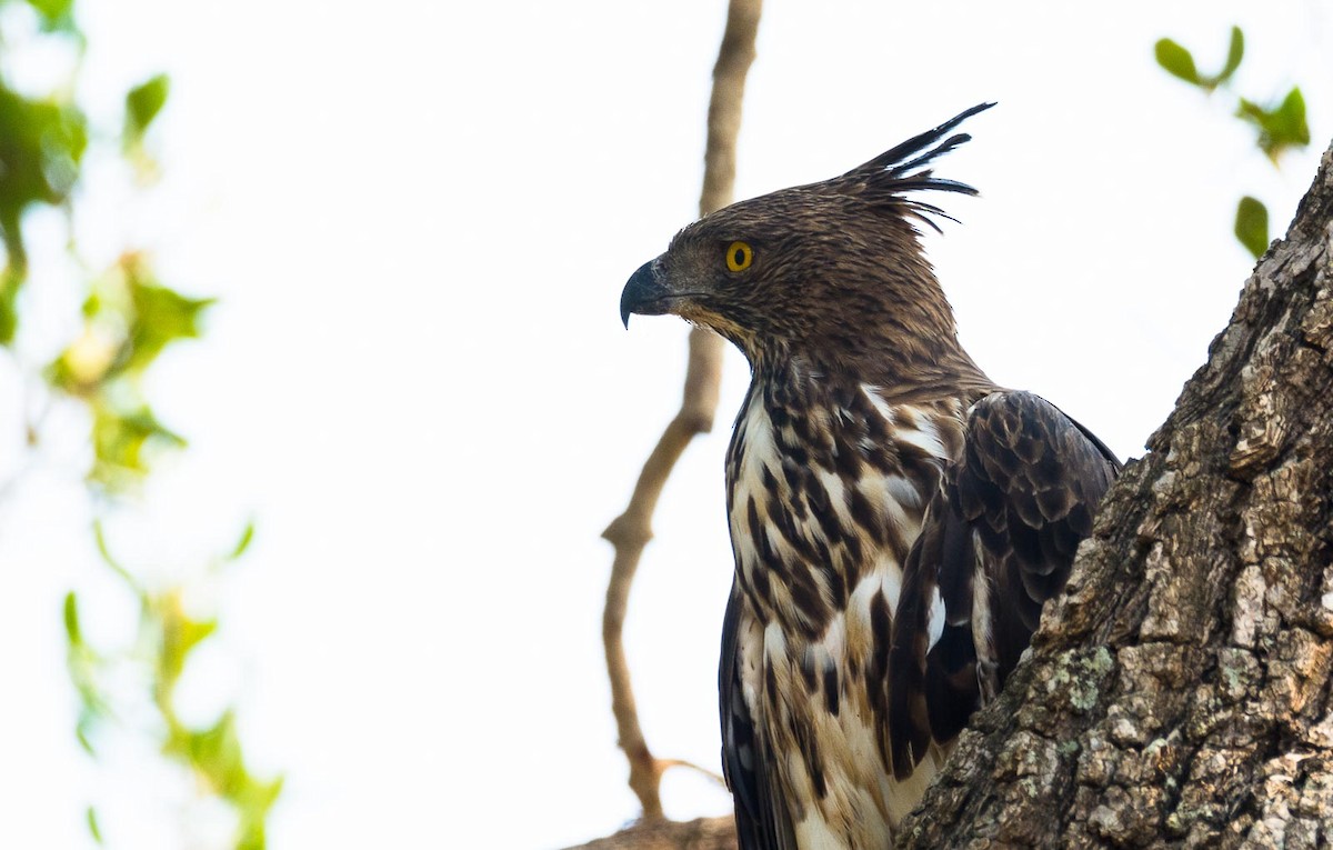 Changeable Hawk-Eagle (Crested) - Eric Francois Roualet