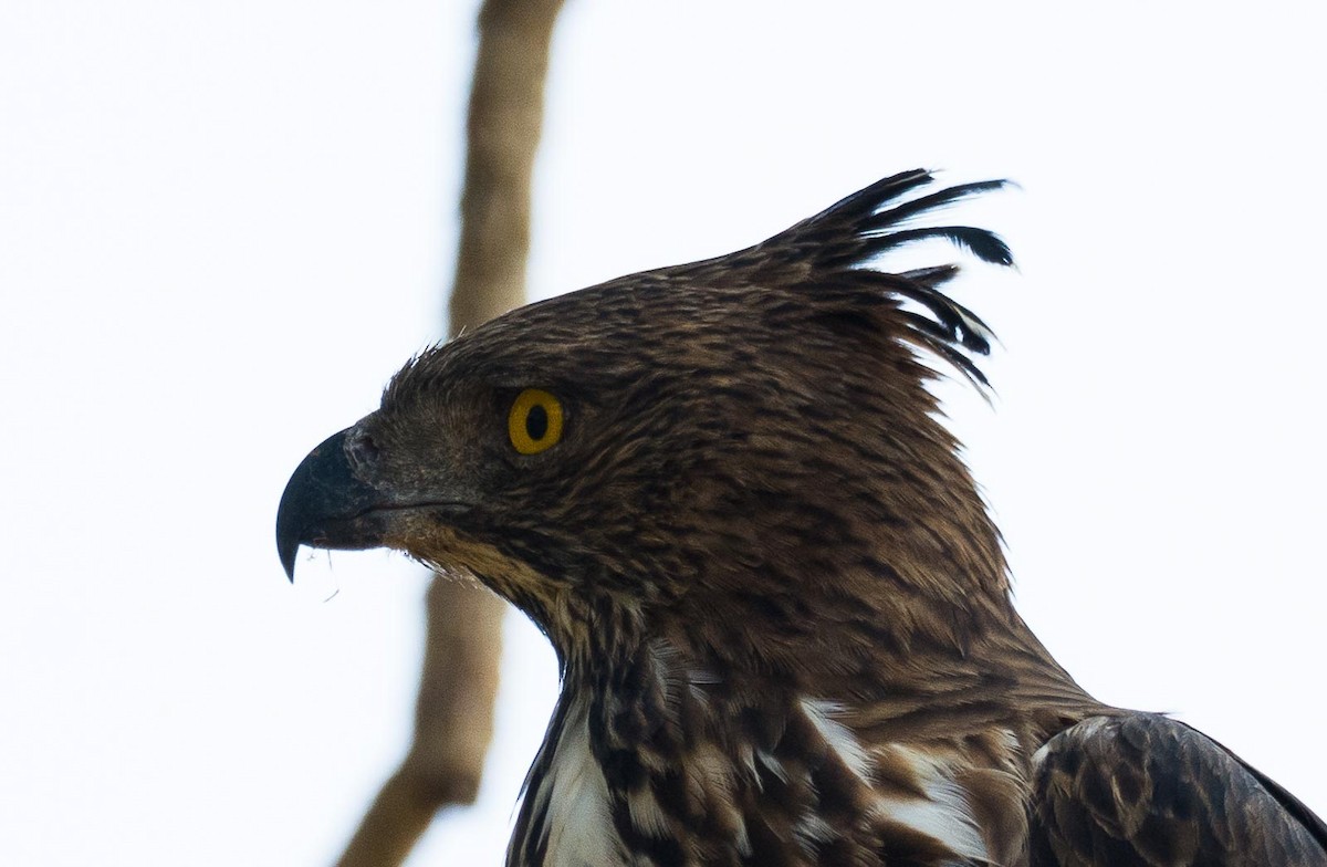 Changeable Hawk-Eagle (Crested) - ML205017151