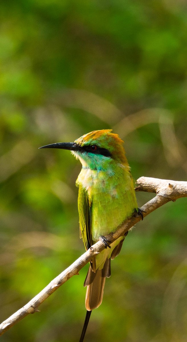 Asian Green Bee-eater - ML205017171