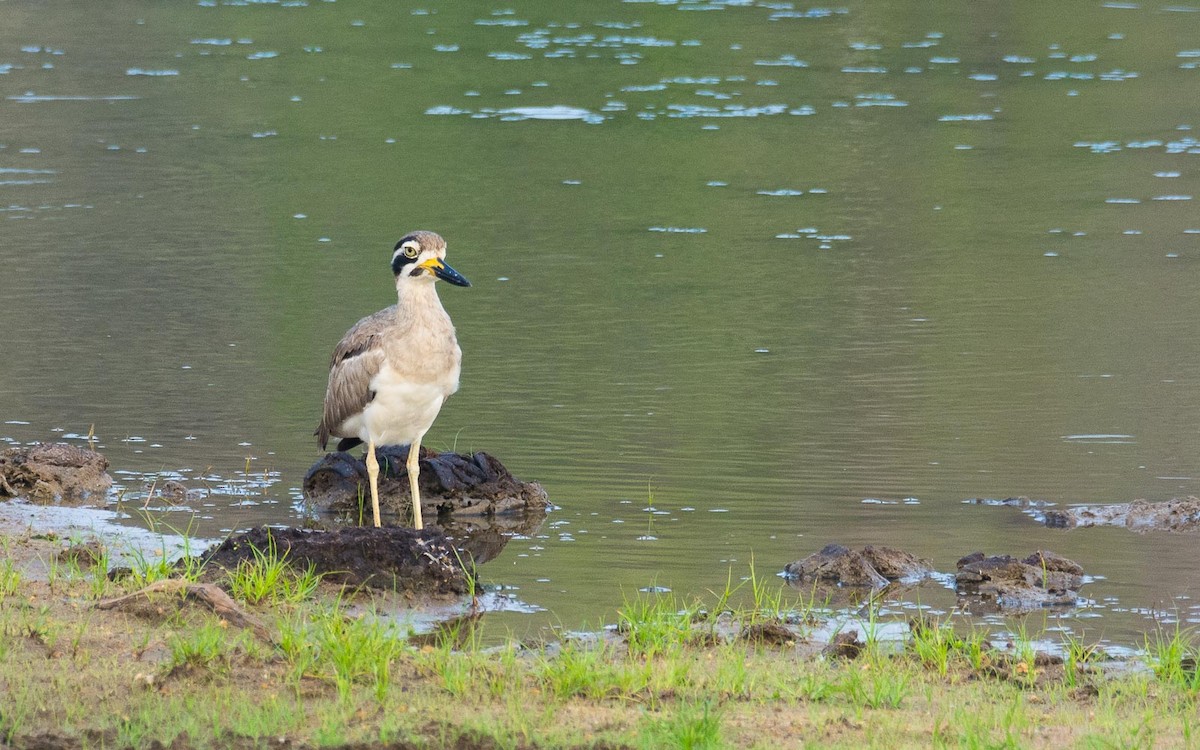 Great Thick-knee - ML205017331