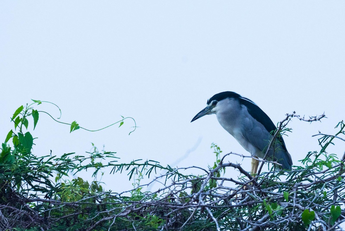 Black-crowned Night Heron (Eurasian) - ML205017431