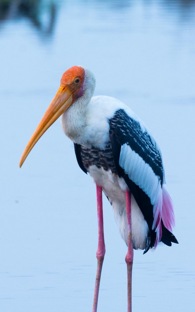 Painted Stork - Eric Francois Roualet