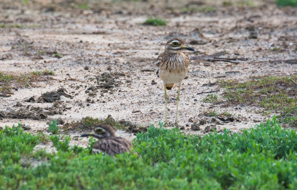 Indian Thick-knee - ML205017551