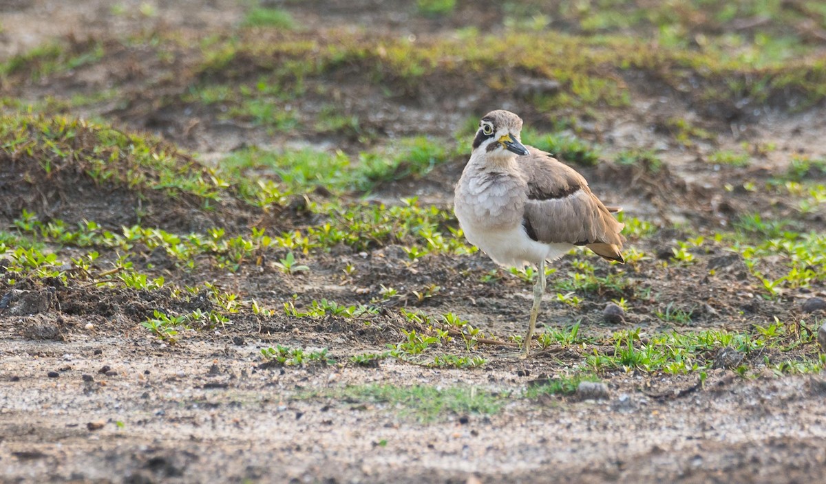 Great Thick-knee - ML205017561