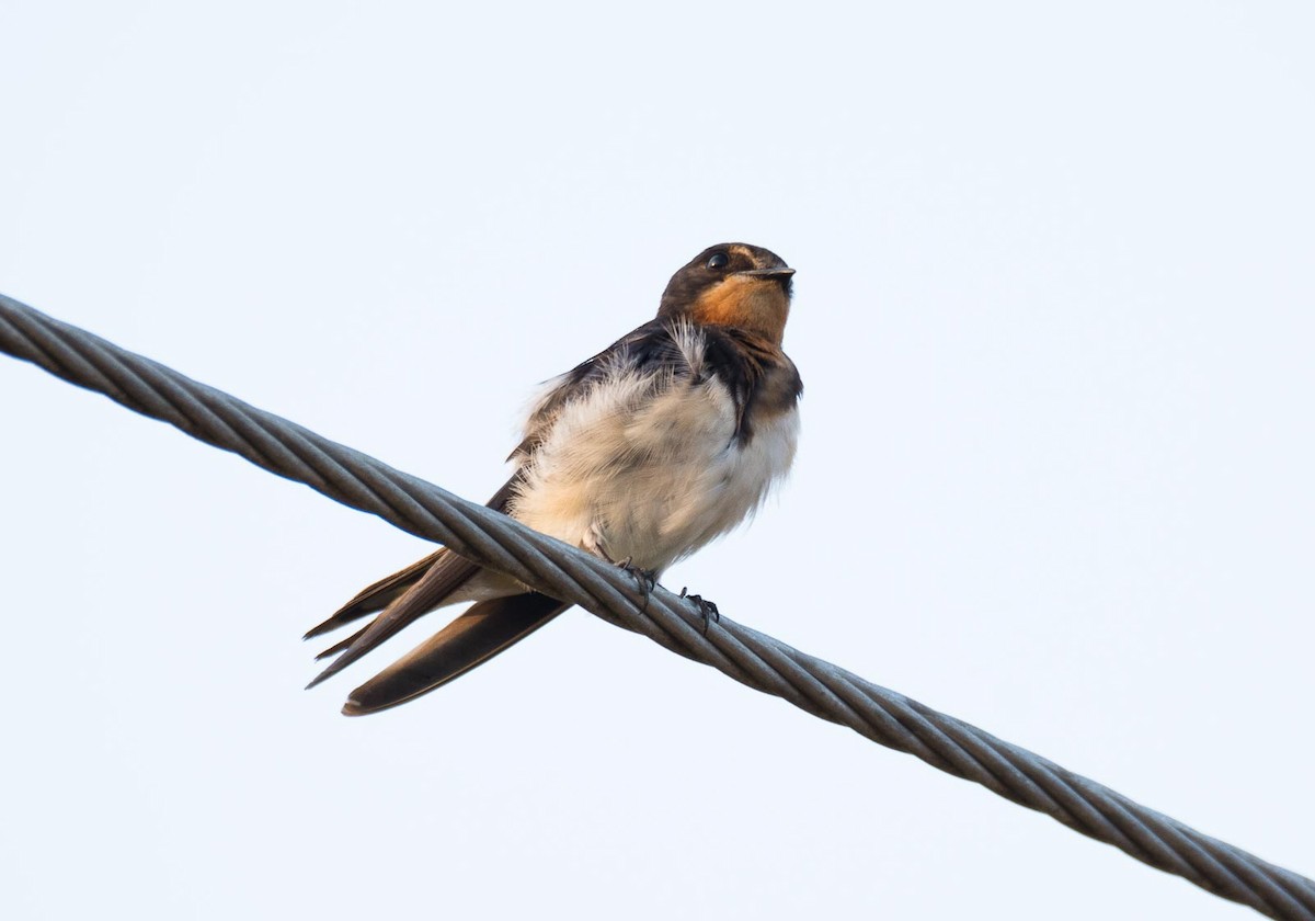 Barn Swallow (White-bellied) - ML205017631