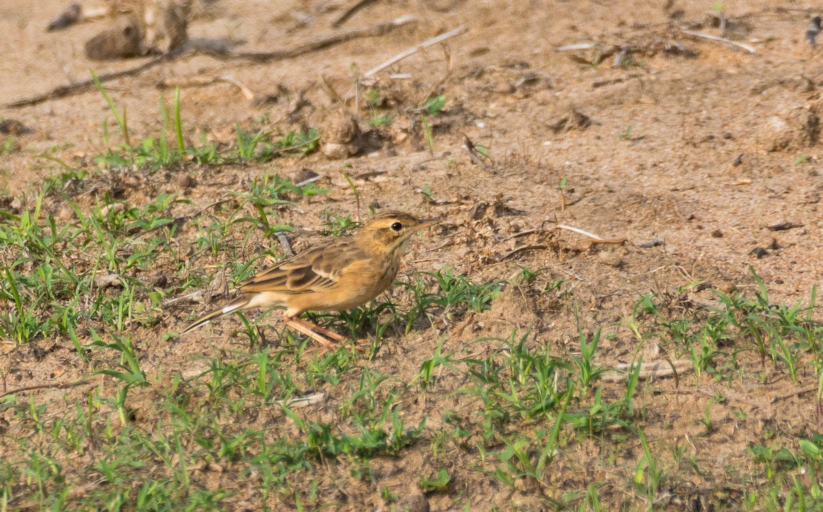 Paddyfield Pipit - Eric Francois Roualet