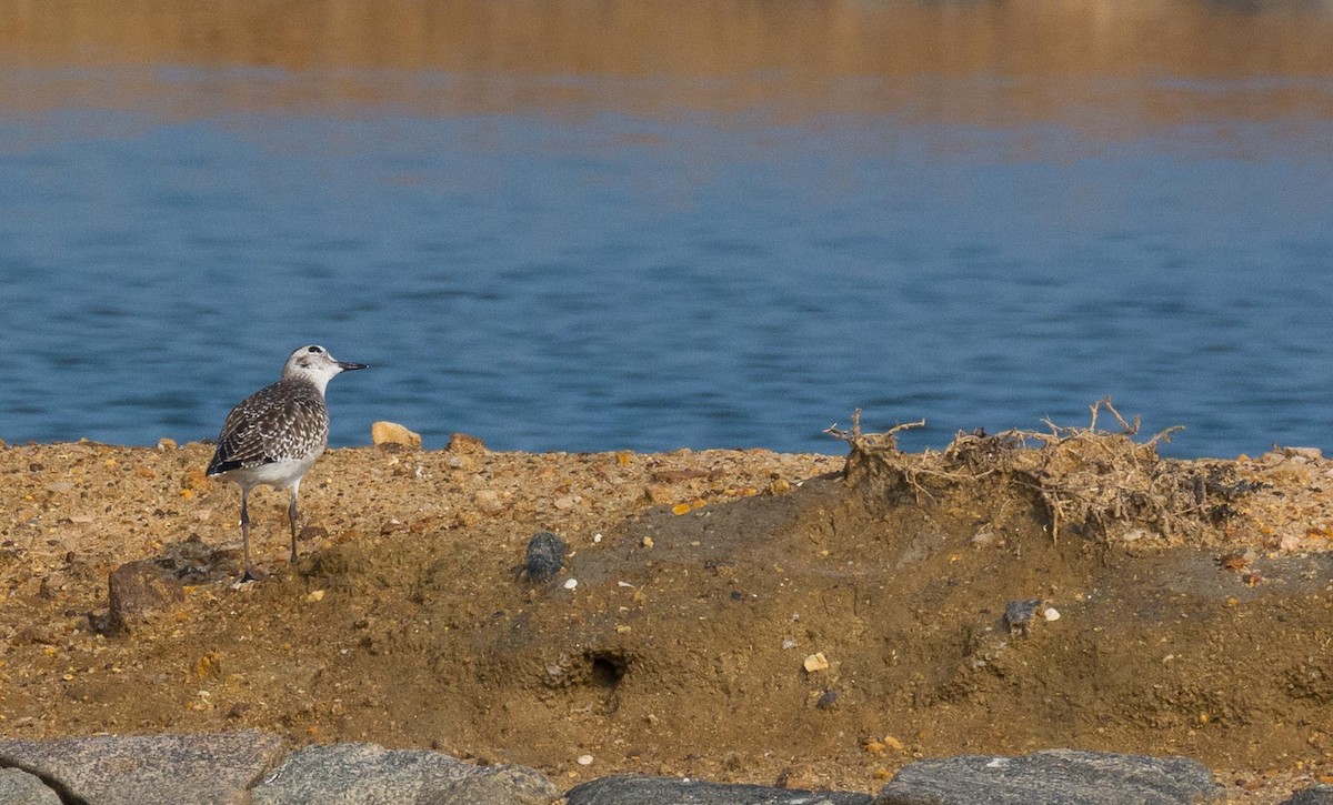Black-bellied Plover - Eric Francois Roualet