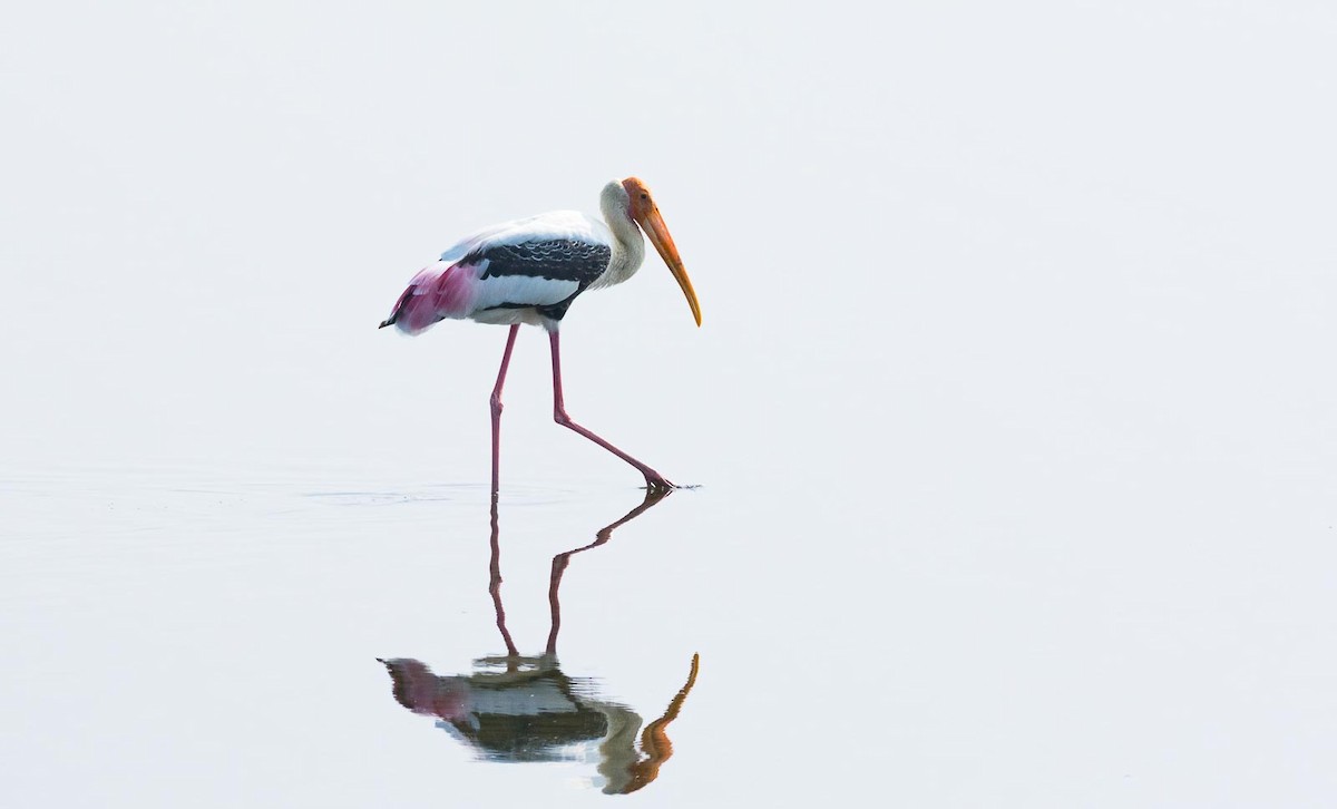 Painted Stork - Eric Francois Roualet
