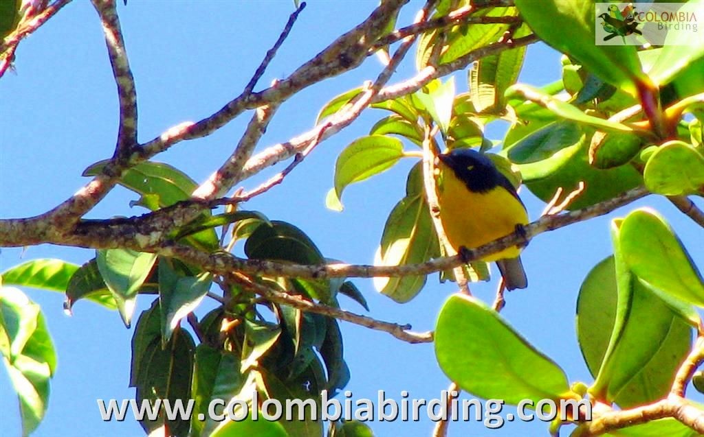 Black-cheeked Mountain Tanager - ML205018711
