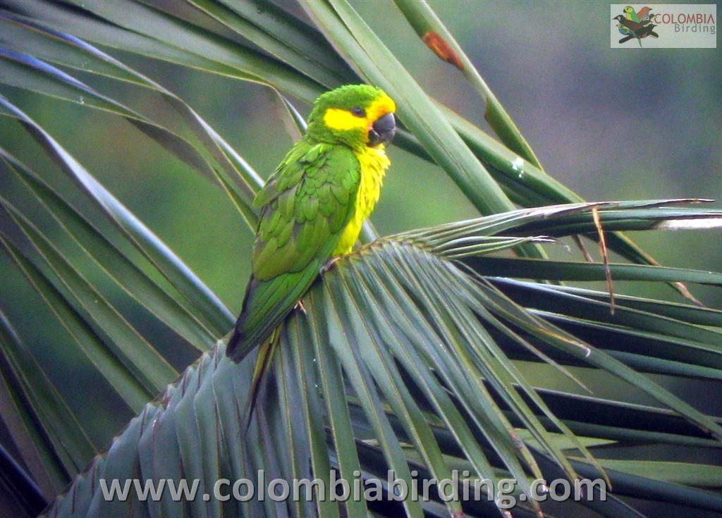 Yellow-eared Parrot - ML205018781