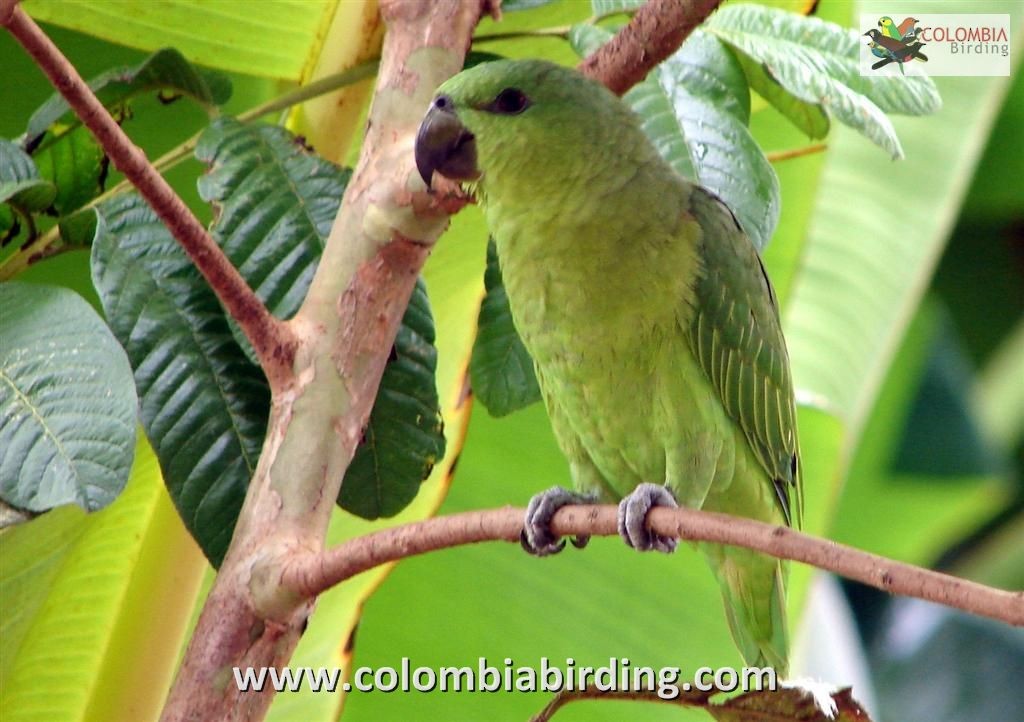 Short-tailed Parrot - Diego Calderón-Franco @diegoCOLbirding