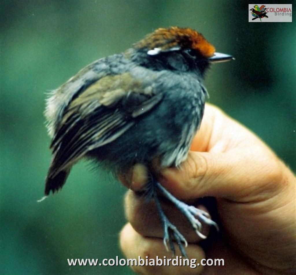 Chestnut-crowned Gnateater - ML205018941