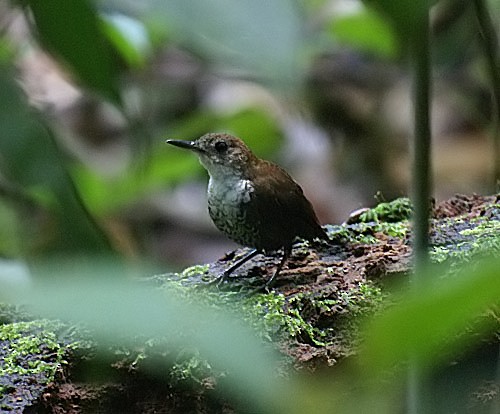 Scaly-breasted Wren (Scaly) - Dušan Brinkhuizen