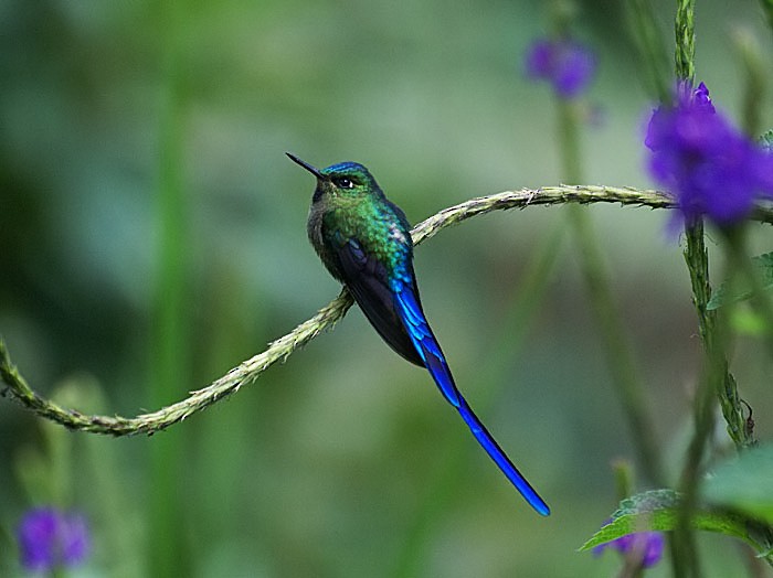 Violet-tailed Sylph - ML205019261