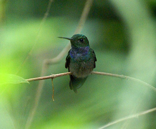 Blue-chested Hummingbird - Dušan Brinkhuizen