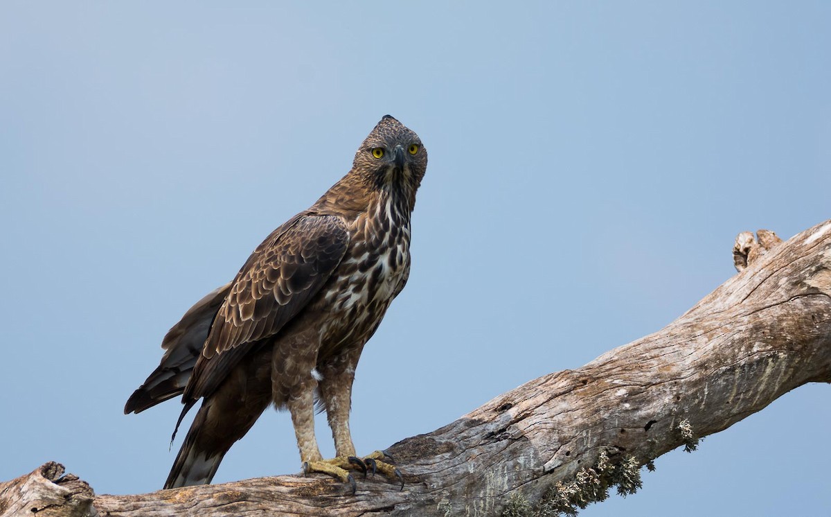 Changeable Hawk-Eagle (Crested) - ML205019731