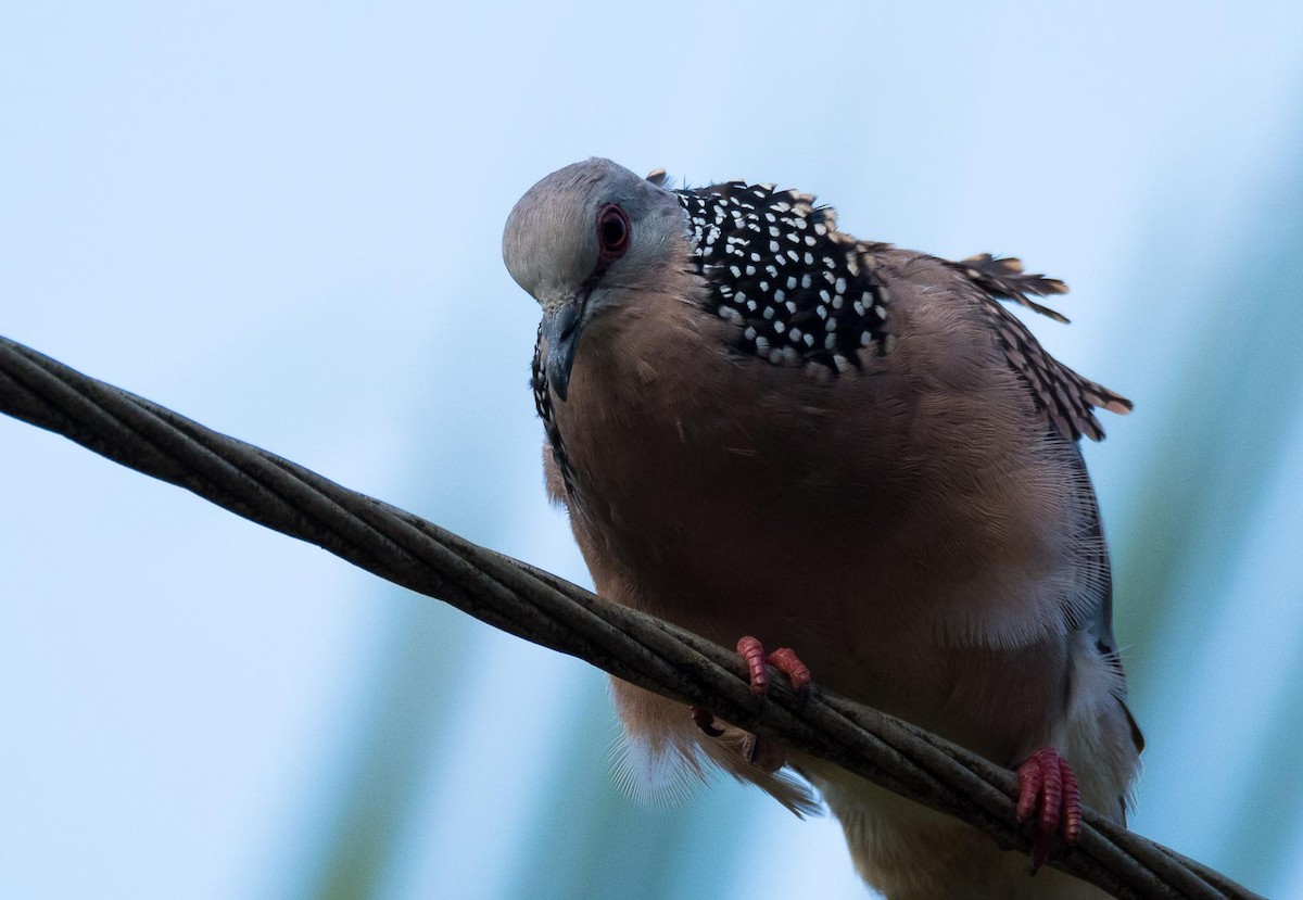 Spotted Dove (Western) - Eric Francois Roualet
