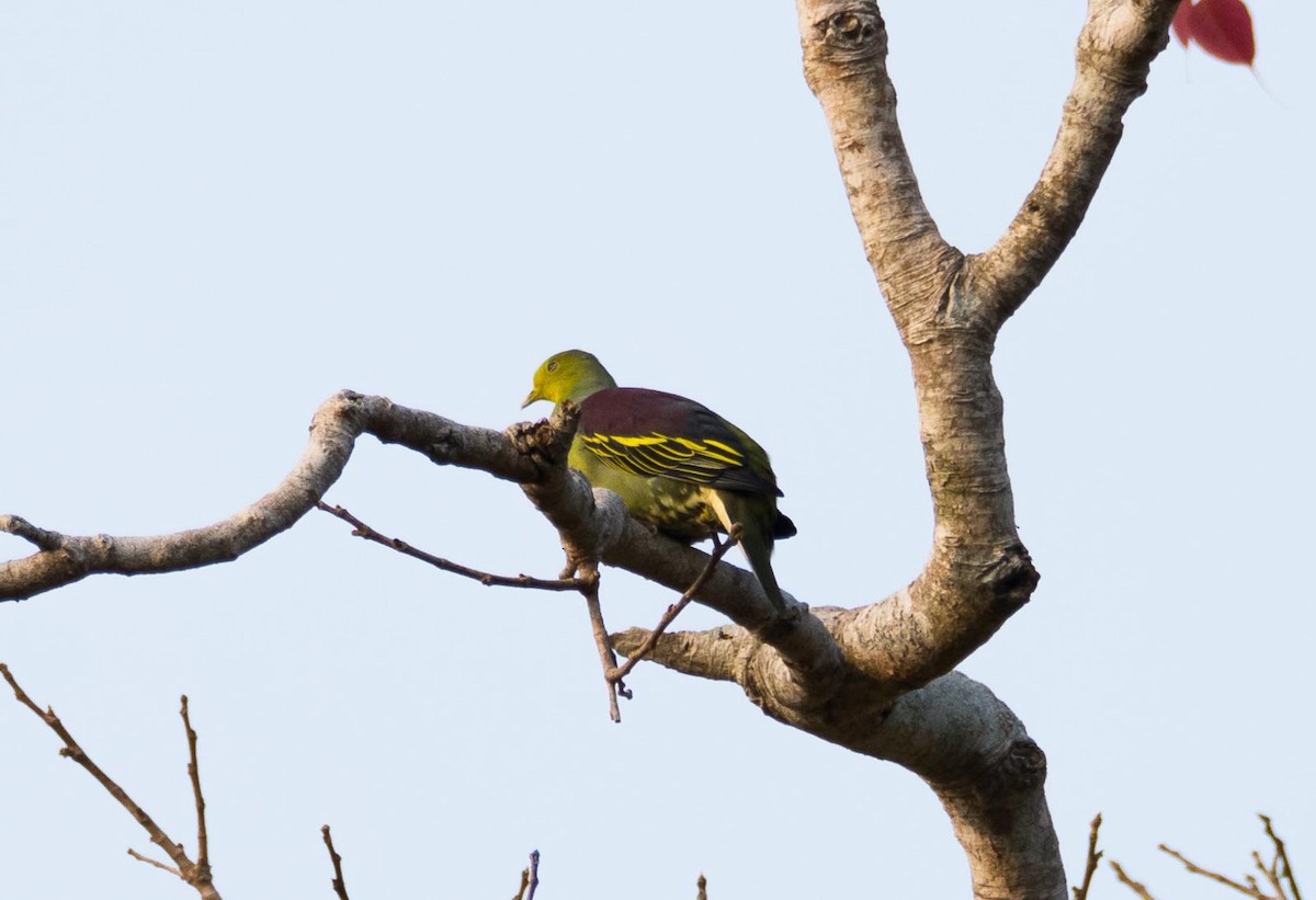 Sri Lanka Green-Pigeon - Eric Francois Roualet