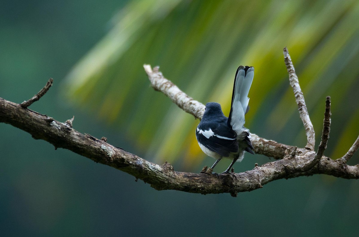 Oriental Magpie-Robin (Oriental) - Eric Francois Roualet