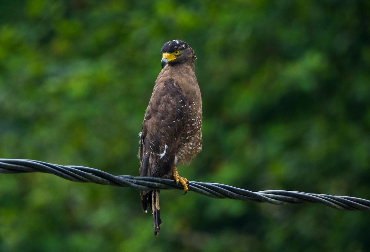 Crested Serpent-Eagle (Crested) - Eric Francois Roualet