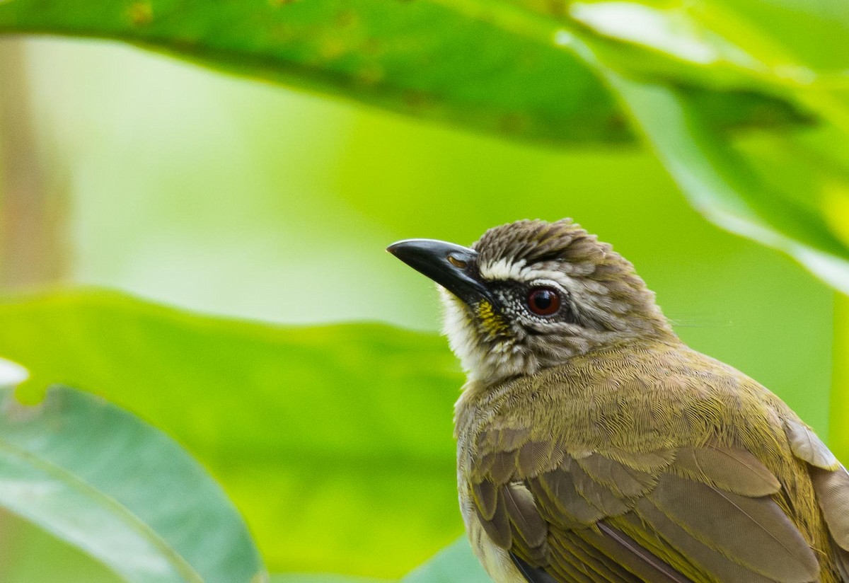 White-browed Bulbul - Eric Francois Roualet