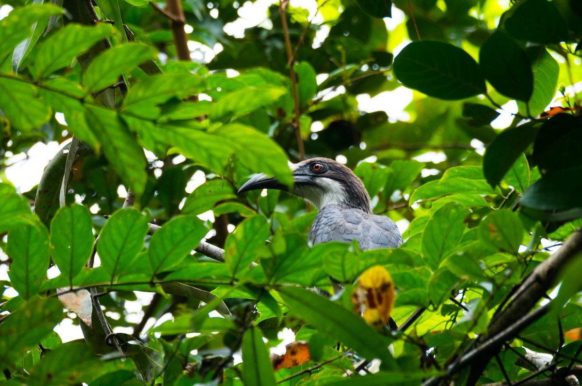 Sri Lanka Gray Hornbill - ML205020141