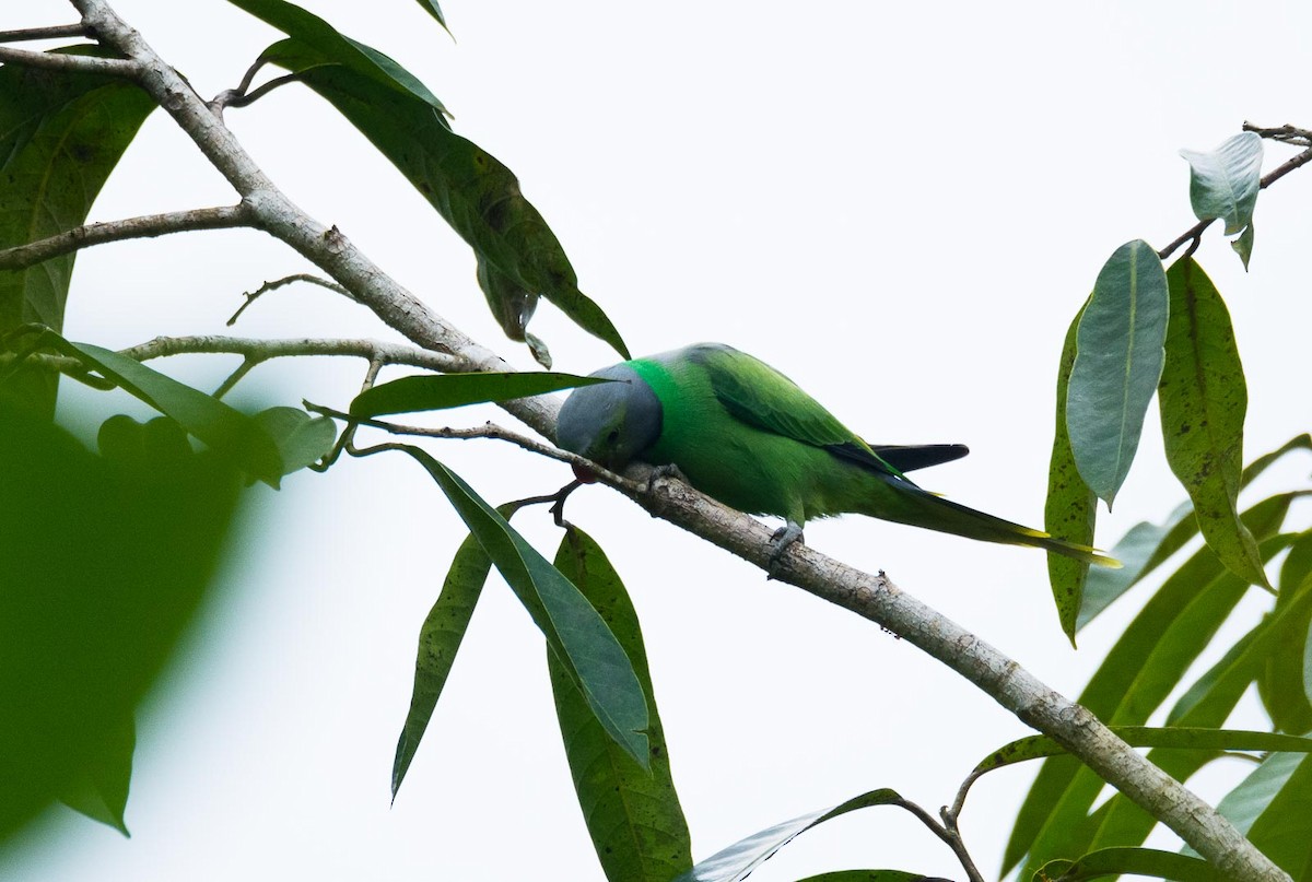 Seylan Yeşil Papağanı - ML205020211