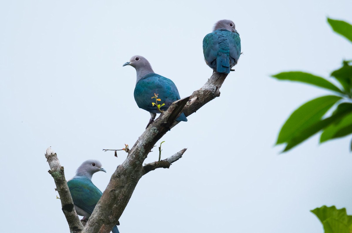 Green Imperial-Pigeon (Green) - ML205020221