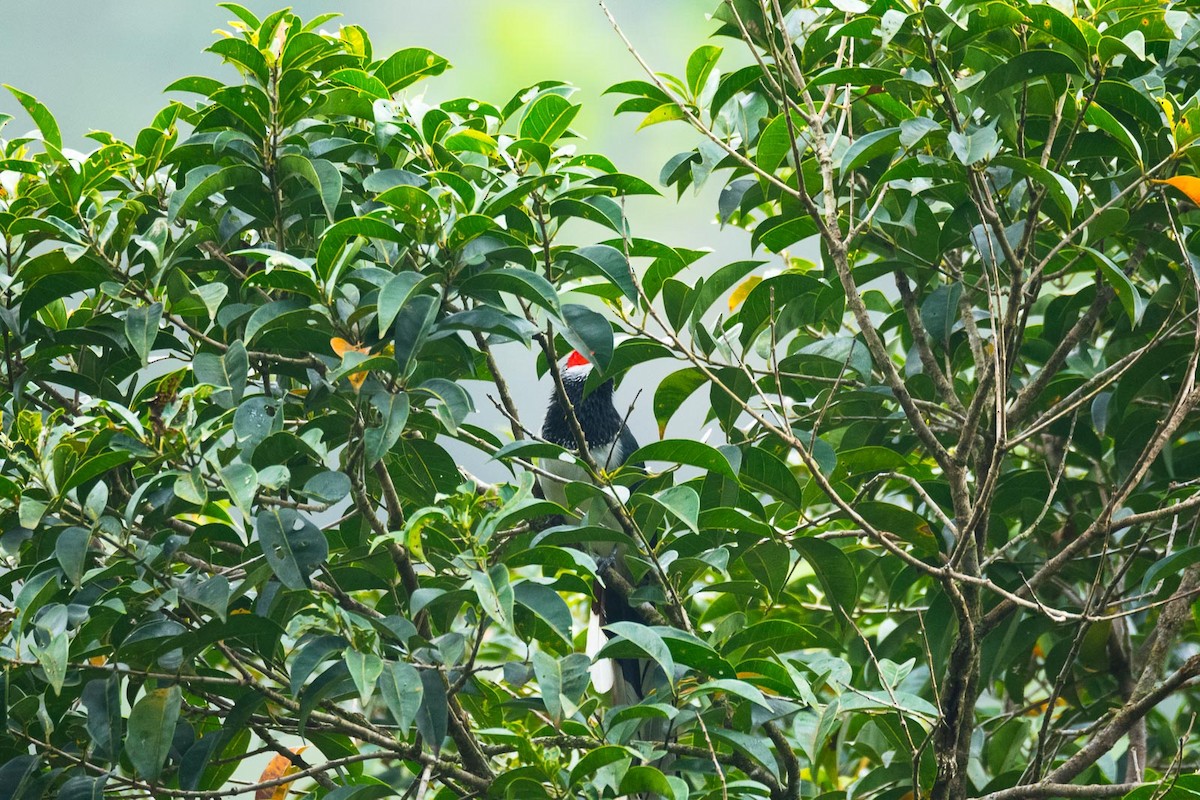 Red-faced Malkoha - ML205020301