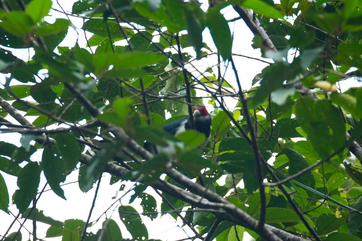 Red-faced Malkoha - ML205020311