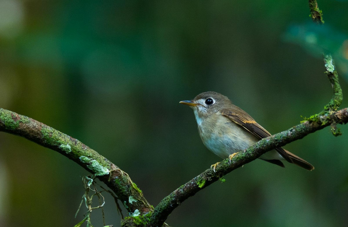 Brown-breasted Flycatcher - ML205020371