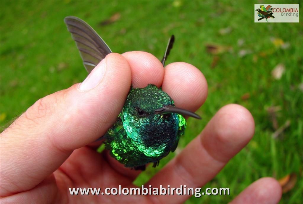 Shining-green Hummingbird - Diego Calderón-Franco @diegoCOLbirding