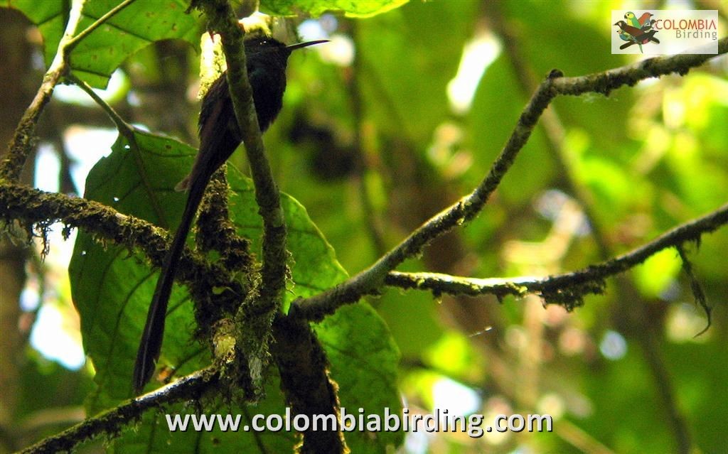 Scissor-tailed Hummingbird - ML205021401
