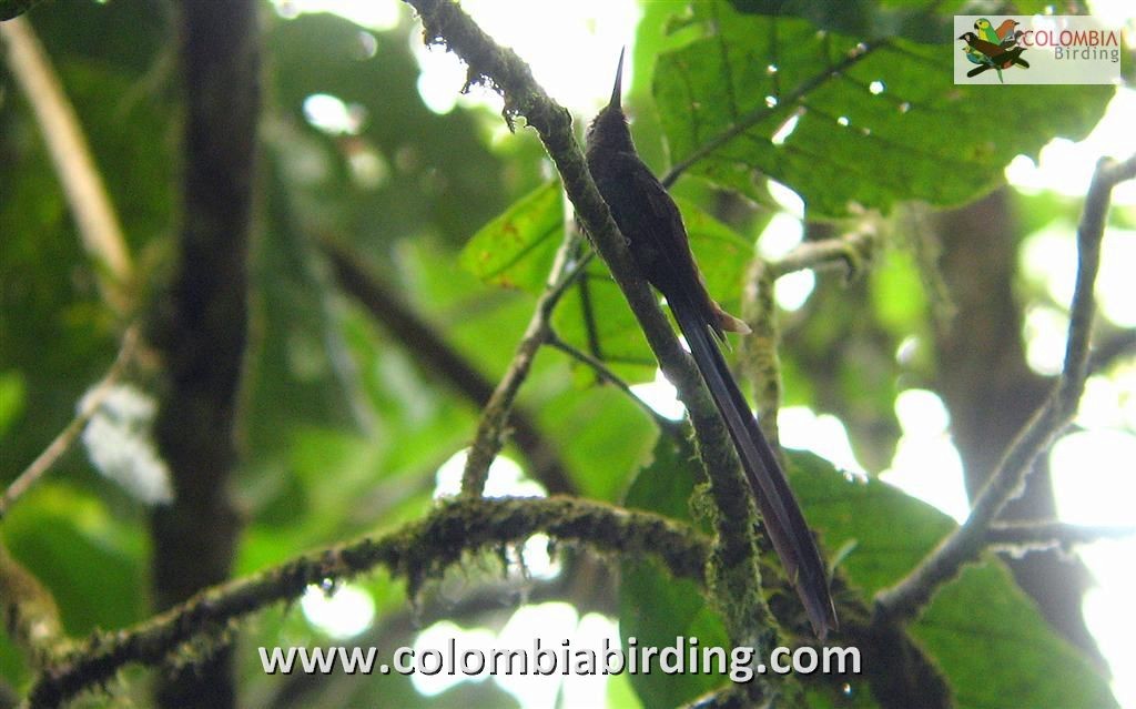Scissor-tailed Hummingbird - Diego Calderón-Franco @diegoCOLbirding