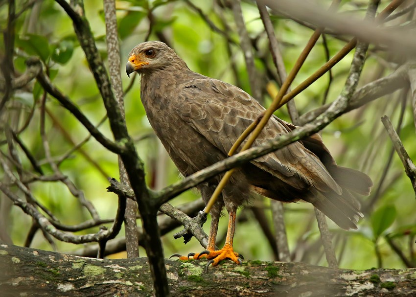 Common Black Hawk (Mangrove) - Roger Ahlman
