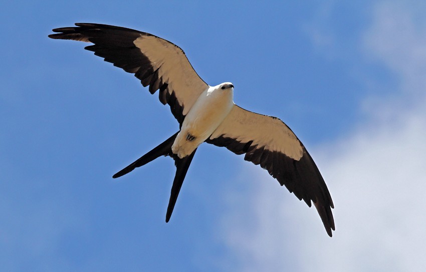 Swallow-tailed Kite - Roger Ahlman