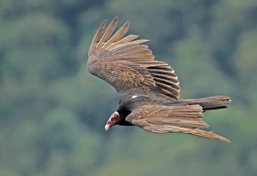 Turkey Vulture (Tropical) - Roger Ahlman